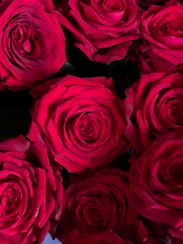 Luxury Long Stemmed Red Roses