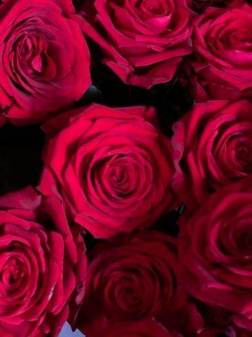 Red Roses